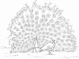 Coloriage Coloring Pages Indian Paon Dessin Imprimer Peafowls Peacock Colorier Peafowl sketch template