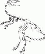 Skelett Fossil Dino Ausmalbilder Dinosaurs Dinosaurier Velociraptor Malvorlage Fossils Microraptor Pokemon Spinosaurus Coloringhome sketch template