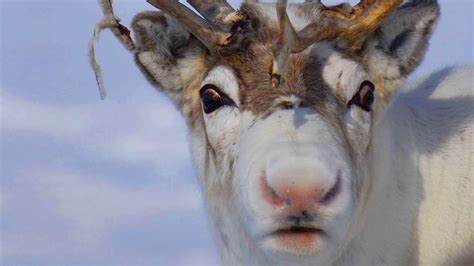 reindeer noses glow red youtube