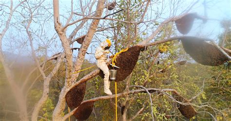 Wild Honey Farmers Are Using Bees To Fight Terrorism