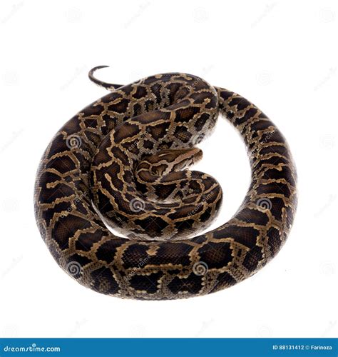 burmese python  white background stock photo image  bivittatus molurus