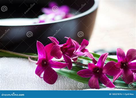 orchids  spa setting stock photo image  isolated