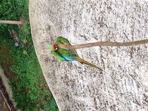 16 Best Fotos De Aves Exóticas De Puerto Rico Images On