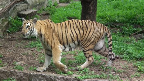 filebengal tiger  hyderabad nehru zoo jpg wikimedia commons