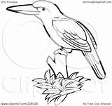Kingfisher Coloring Outline Bird Clipart Illustration Perched Royalty Rf Perera Lal Pages 2021 Getcolorings sketch template