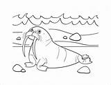 Walrus Coloring Pages Printable Colouring Kids Mcillustrator Coloringbay Katy Perry Animal Book Toddler sketch template