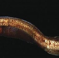 Afbeeldingsresultaten voor "ataxolepis Apus". Grootte: 189 x 151. Bron: australian.museum