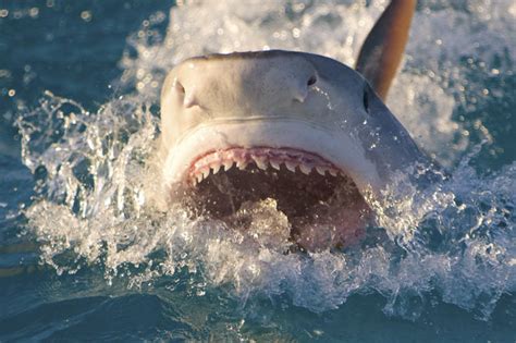 shark attack brazilian jose ernestor da silva dead after