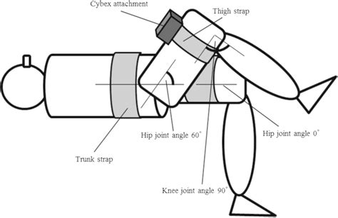 schematic diagram  hip flexion task  hip flexion tasks