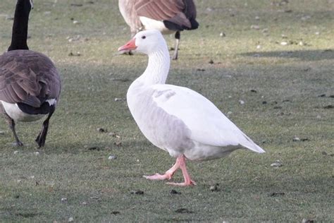 2 Leucistic Canada Geese And 1 Dusky Canada Goose In Hershey Pa By