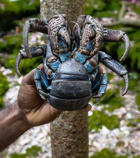 17 captivating coconut crab facts