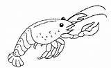 Shrimp Coloring Sea Animal Pages Books sketch template