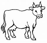 Vache Coloring Cows Coloritou Vacas sketch template