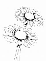 Coloring Pages Daisy Flower Recommended sketch template