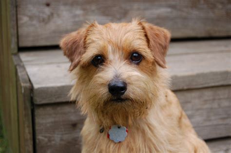 norfolk terrier puppies rescue pictures information temperament