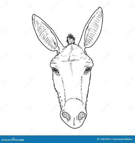 vector sketch donkey head stock vector illustration