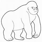 Gorilla Drawing Easy Kids Coloring Drawings Comments Paintingvalley Library Clipart sketch template
