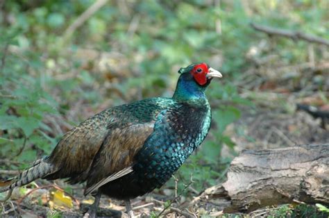 green phesant ring necked pheasant world birds peafowl game birds birds  prey beautiful