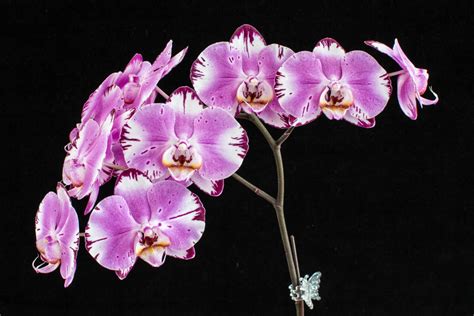 modern phalaenopsis hybrids   discussed  february hos meeting