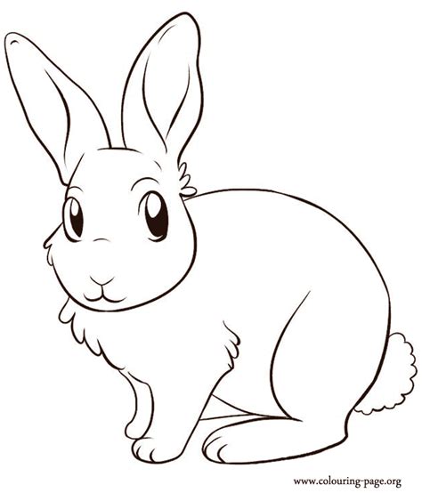 rabbits  bunnies  cute bunny coloring page