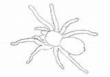 Tarantole Vogelspinne Vogelspinnen Spinnen Spinne Mygales Ragni Malvorlagen sketch template