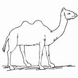Camel Coloring Humped Standing Two Pages Alone Printable Naughty Kid sketch template