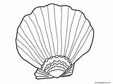 Clam Urchin Seashell Pintable Coloringbay Albatross sketch template