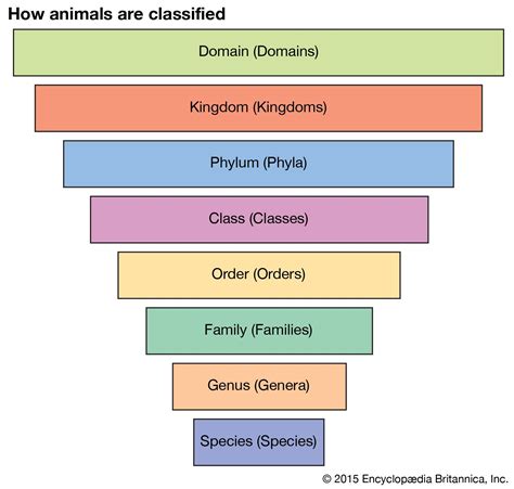 species definition types examples britannica