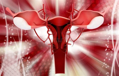 apparato genitale femminile illustrazione  stock illustrazione  riproduzione medico