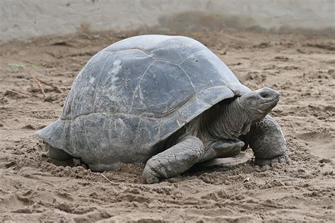 filealdabra giant tortoise geochelone gigantea editjpg wikipedia