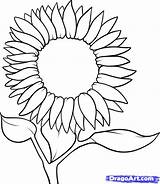 Sunflower Outline Drawing Drawings Draw Clipart Step Flower Sunflowers Coloring Color Line Kids Flowers Clip Easy Template Pages Designs Clipartmag sketch template