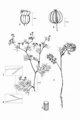Apium Dessin Botanique Cirad Apiaceae Occurred Directive Idao sketch template