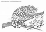 Coloring Chameleon Pages Detailed Chameleons Colouring Adults Super Etsy sketch template