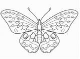Butterfly Coloring Pages Drawing Cycle Life Monarch Line Ausmalbilder Zum Supercoloring Funchap Morpho Getdrawings Printable Ausdrucken Blue Paintingvalley Paper sketch template