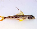 Afbeeldingsresultaten voor Aulopus filamentosus Geslacht. Grootte: 129 x 100. Bron: fishbiosystem.ru