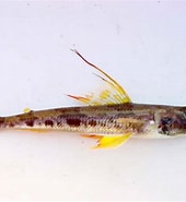 Afbeeldingsresultaten voor Aulopus filamentosus Klasse. Grootte: 170 x 185. Bron: fishbiosystem.ru