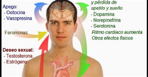 Hormonas Sexuales Estas Son Las Sustancias ‘culpables’ De Los Efectos