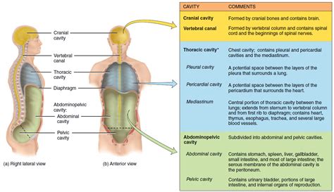 organs   body cavities body cavity   organs page