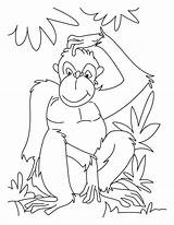 Chimpanzee Scratch Coloring4free 1084 Coloringsun sketch template
