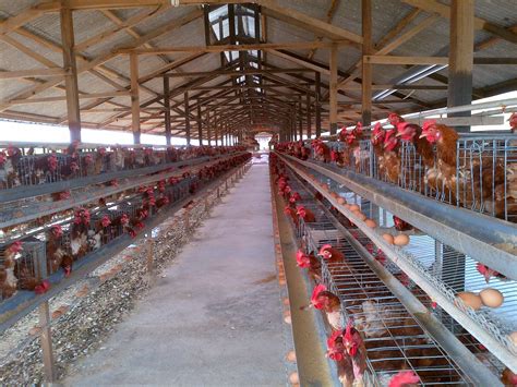 resiko  usaha budidaya ayam petelur bisnis ayam kampung