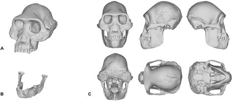 homo naledi skull replica  original full size reconstruction