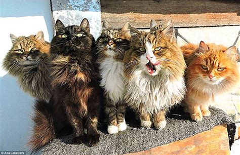 farmer captures amazing photos of siberian cats daily