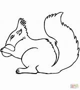 Squirrel Coloring Pages Acorn Printable Drawing Easy Print Getdrawings Squirrels Cartoon Getcolorings Categories sketch template