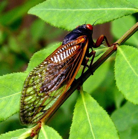 cicada