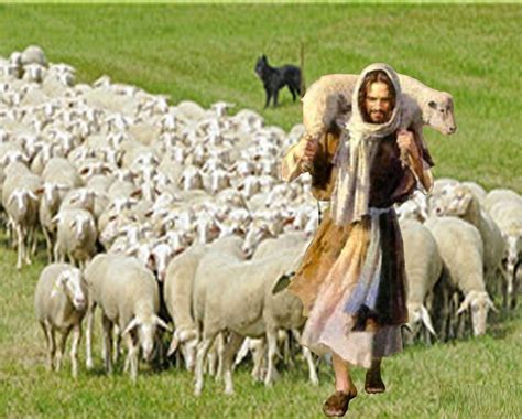 parroquia nuestra senora de coromoto se apacientan   mismos    las ovejas