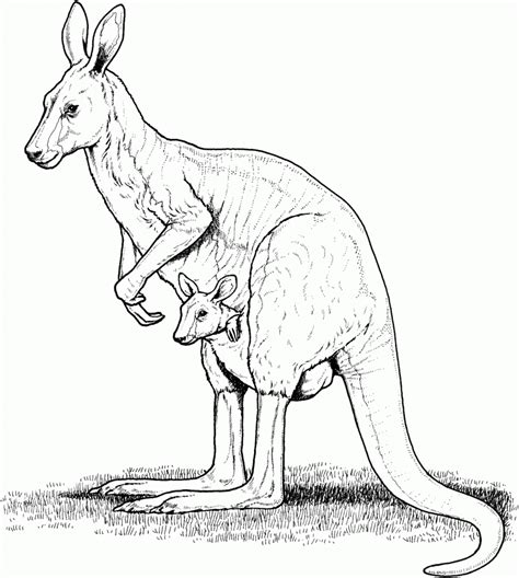 printable kangaroo coloring pages  kids