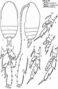 Afbeeldingsresultaten voor Acrocalanus andersoni Familie. Grootte: 120 x 185. Bron: copepodes.obs-banyuls.fr