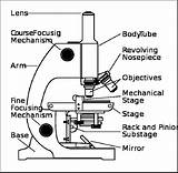 Microscope Worksheet 7th Microscopes sketch template