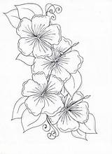 Coloring Plumeria Getcolorings Hibiscus Flower sketch template