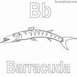 Barracuda sketch template